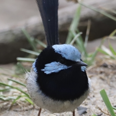 Malurus cyaneus (Superb Fairywren) at Nelson, NSW - 29 Jan 2022 by JimL