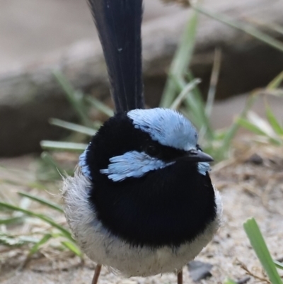 Malurus cyaneus (Superb Fairywren) at Nelson, NSW - 28 Jan 2022 by JimL