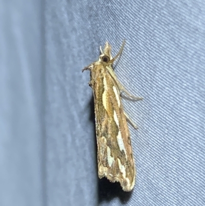 Meyrickella torquesauria (An Eribid Moth) at Numeralla, NSW - 15 Apr 2022 by SteveBorkowskis