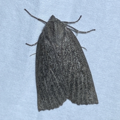 Paralaea (genus) at Numeralla, NSW - 15 Apr 2022 by Steve_Bok