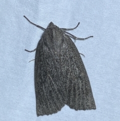 Paralaea (genus) at suppressed - 15 Apr 2022