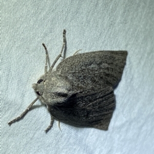Paralaea (genus) at suppressed - 15 Apr 2022