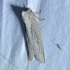 Paralaea (genus) at Numeralla, NSW - suppressed