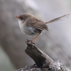 Malurus cyaneus (Superb Fairywren) at Nelson, NSW - 29 Jan 2022 by JimL