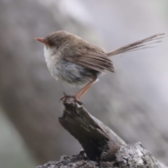 Malurus cyaneus (Superb Fairywren) at Mimosa Rocks National Park - 28 Jan 2022 by JimL