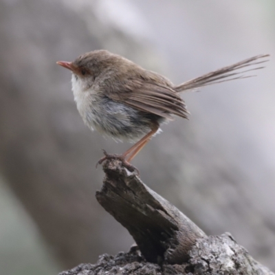 Malurus cyaneus (Superb Fairywren) at Nelson, NSW - 29 Jan 2022 by JimL