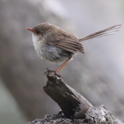 Malurus cyaneus (Superb Fairywren) at Mimosa Rocks National Park - 28 Jan 2022 by JimL