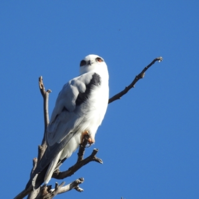 Elanus axillaris (Black-shouldered Kite) at Lions Youth Haven - Westwood Farm A.C.T. - 16 Apr 2022 by HelenCross