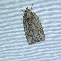 Acropolitis ergophora (A tortrix or leafroller moth) at Numeralla, NSW - 15 Apr 2022 by SteveBorkowskis