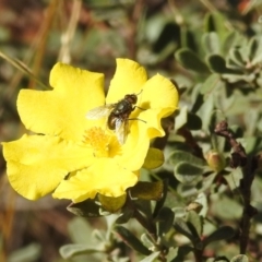 Hibbertia obtusifolia (Grey Guinea-flower) at Stromlo, ACT - 17 Apr 2022 by HelenCross