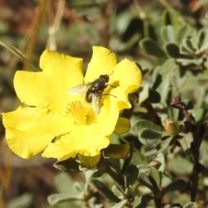 Hibbertia obtusifolia at Stromlo, ACT - 17 Apr 2022