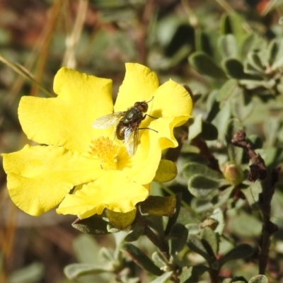 Hibbertia obtusifolia (Grey Guinea-flower) at Stromlo, ACT - 17 Apr 2022 by HelenCross