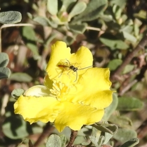 Hibbertia obtusifolia at Stromlo, ACT - 17 Apr 2022
