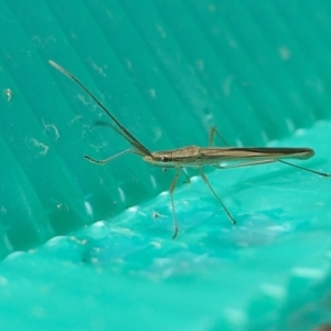 Mutusca brevicornis at Yass River, NSW - 17 Apr 2022