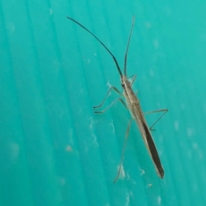 Mutusca brevicornis at Yass River, NSW - 17 Apr 2022