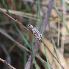 Utetheisa pulchelloides (Heliotrope Moth) at Wodonga, VIC - 17 Apr 2022 by KylieWaldon