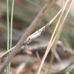 Utetheisa pulchelloides at Wodonga, VIC - 17 Apr 2022