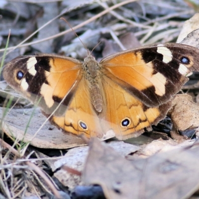 Heteronympha merope (Common Brown Butterfly) at Wodonga, VIC - 17 Apr 2022 by KylieWaldon