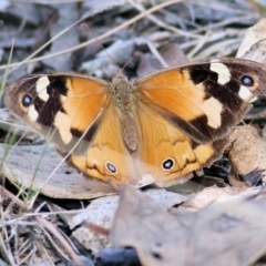 Heteronympha merope (Common Brown Butterfly) at Wodonga, VIC - 17 Apr 2022 by KylieWaldon