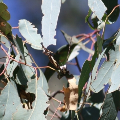 Charaxes sempronius (Tailed Emperor) at Wodonga, VIC - 17 Apr 2022 by KylieWaldon