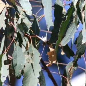 Charaxes sempronius at Wodonga, VIC - 17 Apr 2022 11:42 AM