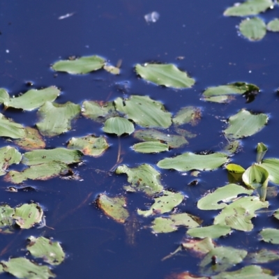 Ottelia ovalifolia subsp. ovalifolia (Swamp Lily) at Wodonga - 17 Apr 2022 by KylieWaldon