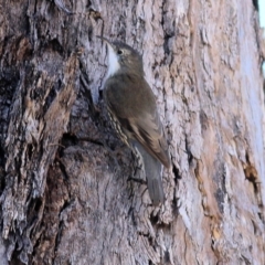 Cormobates leucophaea (White-throated Treecreeper) at Wodonga, VIC - 17 Apr 2022 by KylieWaldon