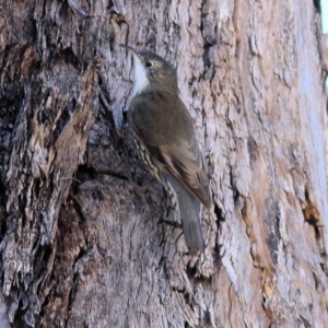 Cormobates leucophaea at Wodonga, VIC - 17 Apr 2022