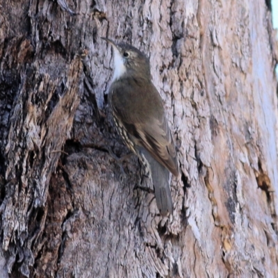 Cormobates leucophaea (White-throated Treecreeper) at Wodonga - 17 Apr 2022 by KylieWaldon