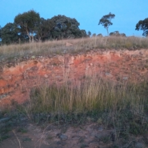 Sporobolus creber at Kambah, ACT - 17 Apr 2022