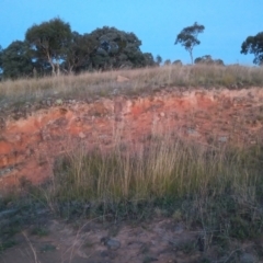 Sporobolus creber (Slender Rat's Tail Grass) at Urambi Hills - 17 Apr 2022 by michaelb