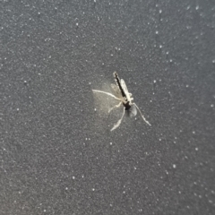 Unidentified Insect (TBC) at Lake Cargelligo, NSW - 17 Apr 2022 by AaronClausen