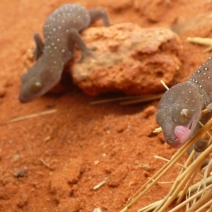 Strophurus elderi at Petermann, NT - 21 Nov 2012