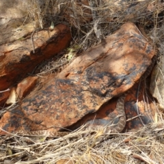 Antaresia stimsoni (Stimson's Python) at Petermann, NT - 21 Nov 2012 by jks