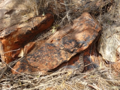 Antaresia stimsoni (Stimson's Python) at Petermann, NT - 21 Nov 2012 by jks