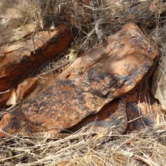 Unidentified Snake (TBC) at Petermann, NT - 21 Nov 2012 by jksmits