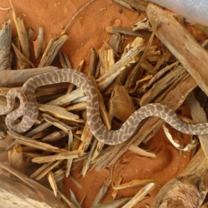 Antaresia stimsoni at Petermann, NT - suppressed