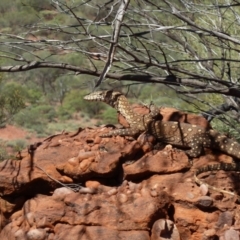 Varanus giganteus (Perentie) at Angas Downs IPA - 23 Mar 2012 by jks