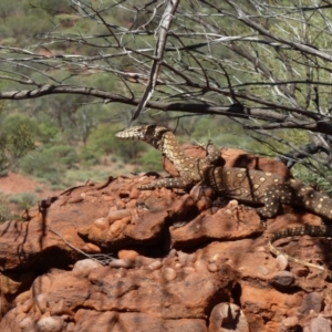 Varanus giganteus at Petermann, NT - 23 Mar 2012