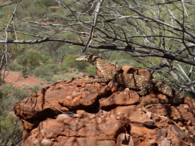 Varanus giganteus (Perentie) at Petermann, NT - 23 Mar 2012 by jks