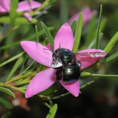 Xylocopa (Lestis) aerata (Golden-Green Carpenter Bee) at Acton, ACT - 17 Apr 2022 by TimL