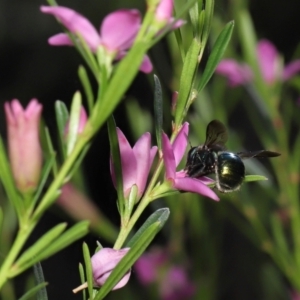 Xylocopa (Lestis) aerata at Acton, ACT - 17 Apr 2022