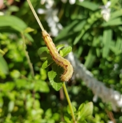 Helicoverpa (genus) (A bollworm) at Watson, ACT - 17 Apr 2022 by MatthewFrawley