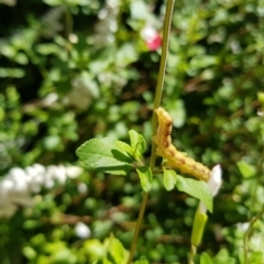 Helicoverpa (genus) at Watson, ACT - 17 Apr 2022