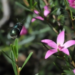 Xylocopa (Lestis) aerata (Golden-Green Carpenter Bee) at Acton, ACT - 17 Apr 2022 by TimL