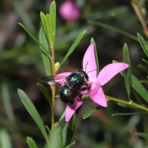 Xylocopa (Lestis) aerata at Acton, ACT - 17 Apr 2022