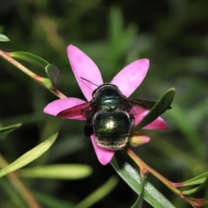 Xylocopa (Lestis) aerata at Acton, ACT - 17 Apr 2022