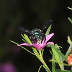 Xylocopa (Lestis) aerata at Acton, ACT - 17 Apr 2022