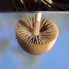 zz agaric (stem; gills not white/cream) at Aranda Bushland - 10 Apr 2022 by drakes