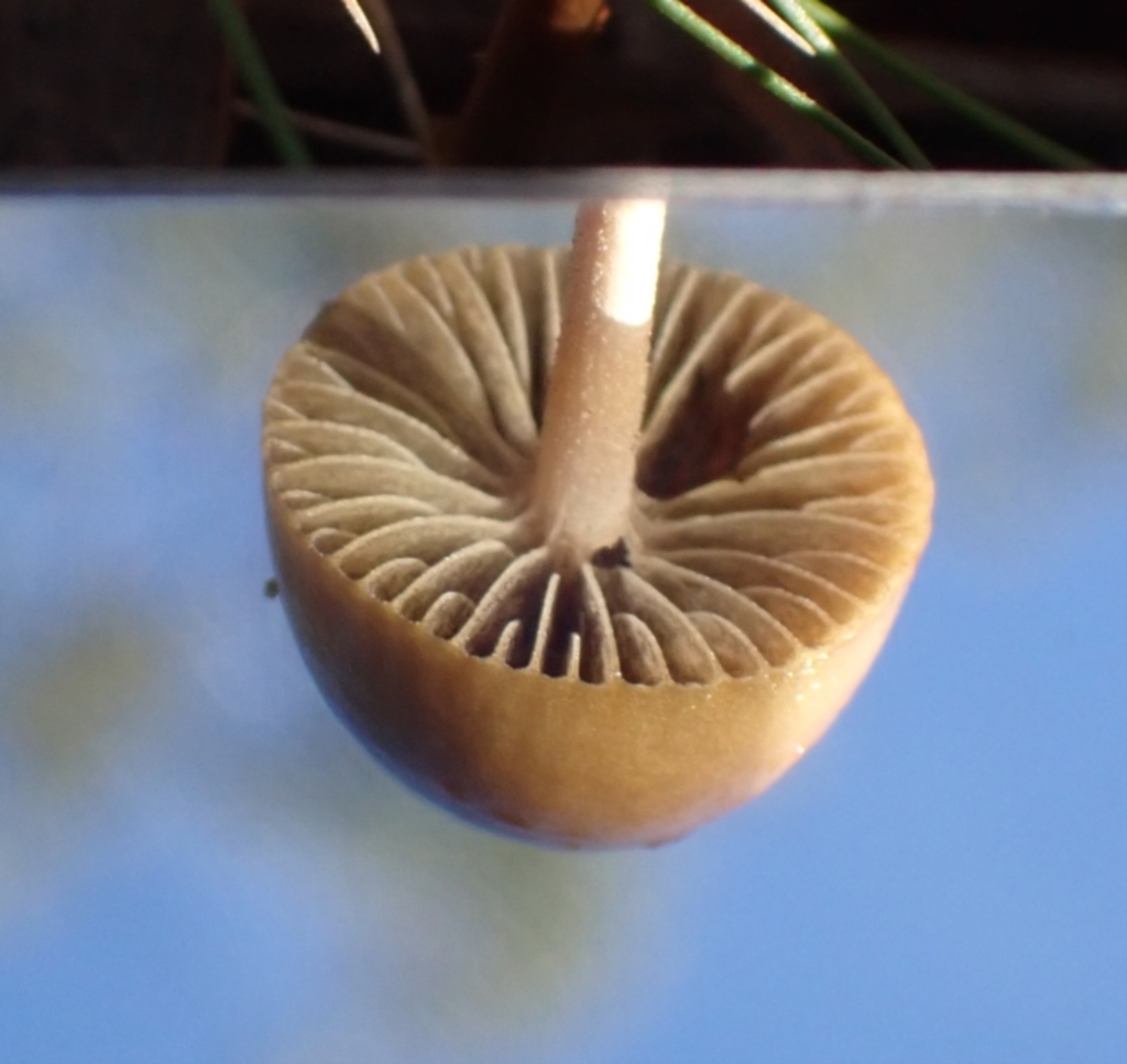 zz agaric (stem; gills not white/cream) at Cook, ACT - 11 Apr 2022